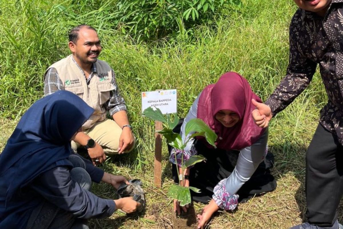 Mahasiswa Tanam 600 Pohon Cegah Abrasi Sungai Matangkuli Aceh Utara
