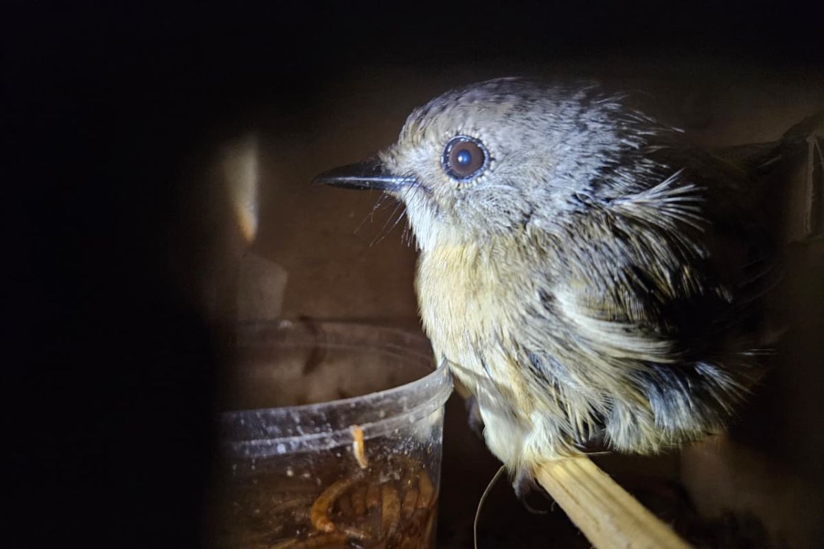 Karantina Lampung Gagalkan Penyelundupan 620 Burung Liar di Bakauheni