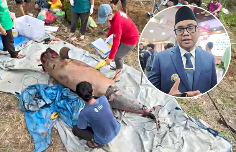 Populasi Pesut Mahakam Sisa 65 Ekor Usai Kematian Lion di Kukar