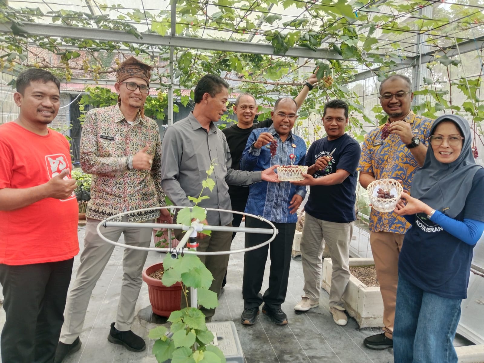 Pemprov Banten dan DPRD Dorong Budidaya Anggur Jadi Ekonomi Perkotaan
