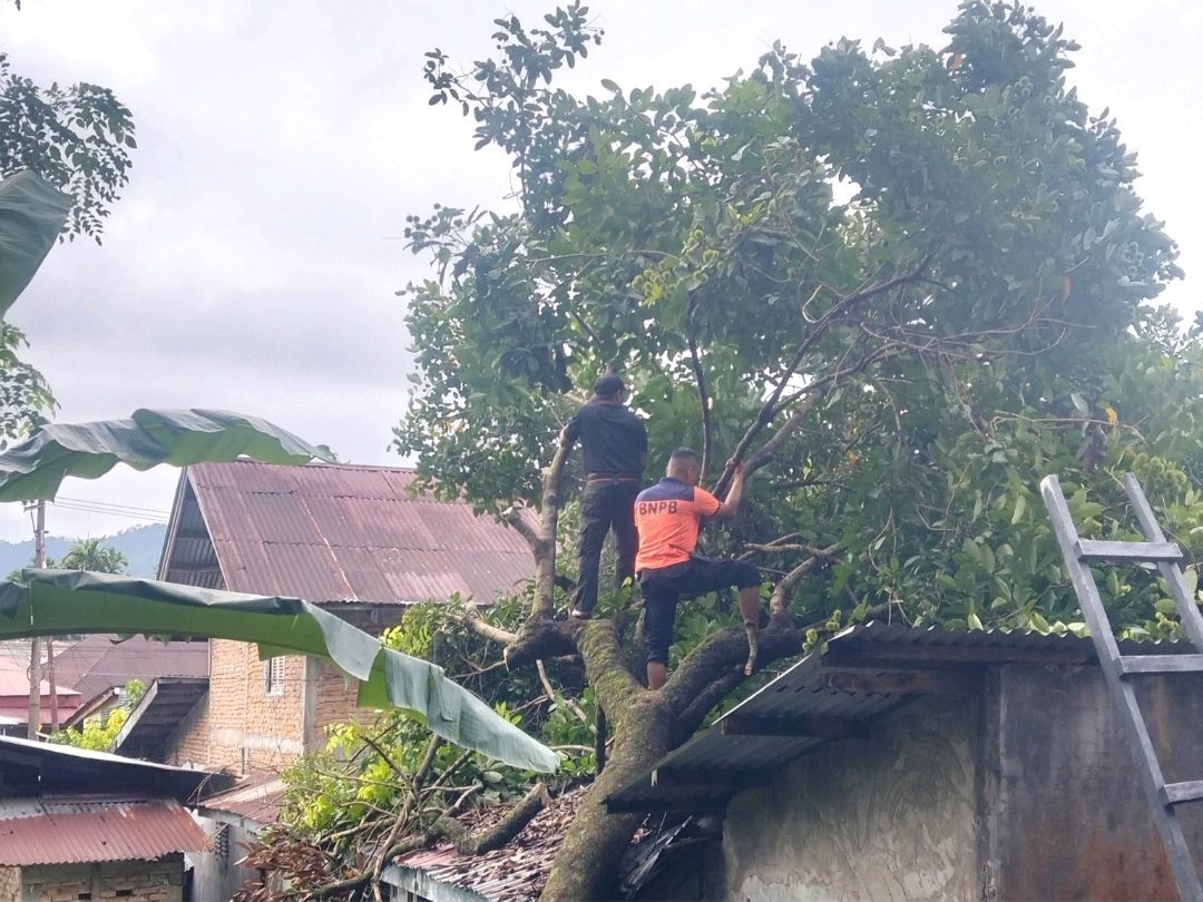 Pohon Rambutan Timpa Rumah Lansia di Padang Selatan Saat Hujan Deras