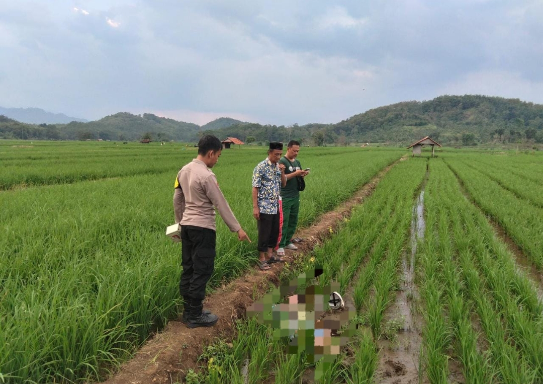 Sopir Ditemukan Meninggal di Sawah Cibeureum Kuningan Tanpa Luka