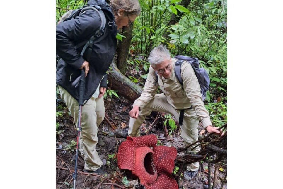 Dua Bunga Rafflesia Arnoldii Mekar di Palupuh Agam Pikat Wisatawan