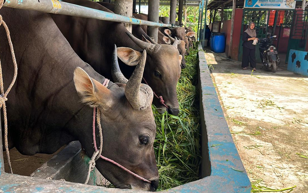Pemprov Kepri Jamin Stok 7 Ribu Sapi Kurban Idul Adha 2026 Aman