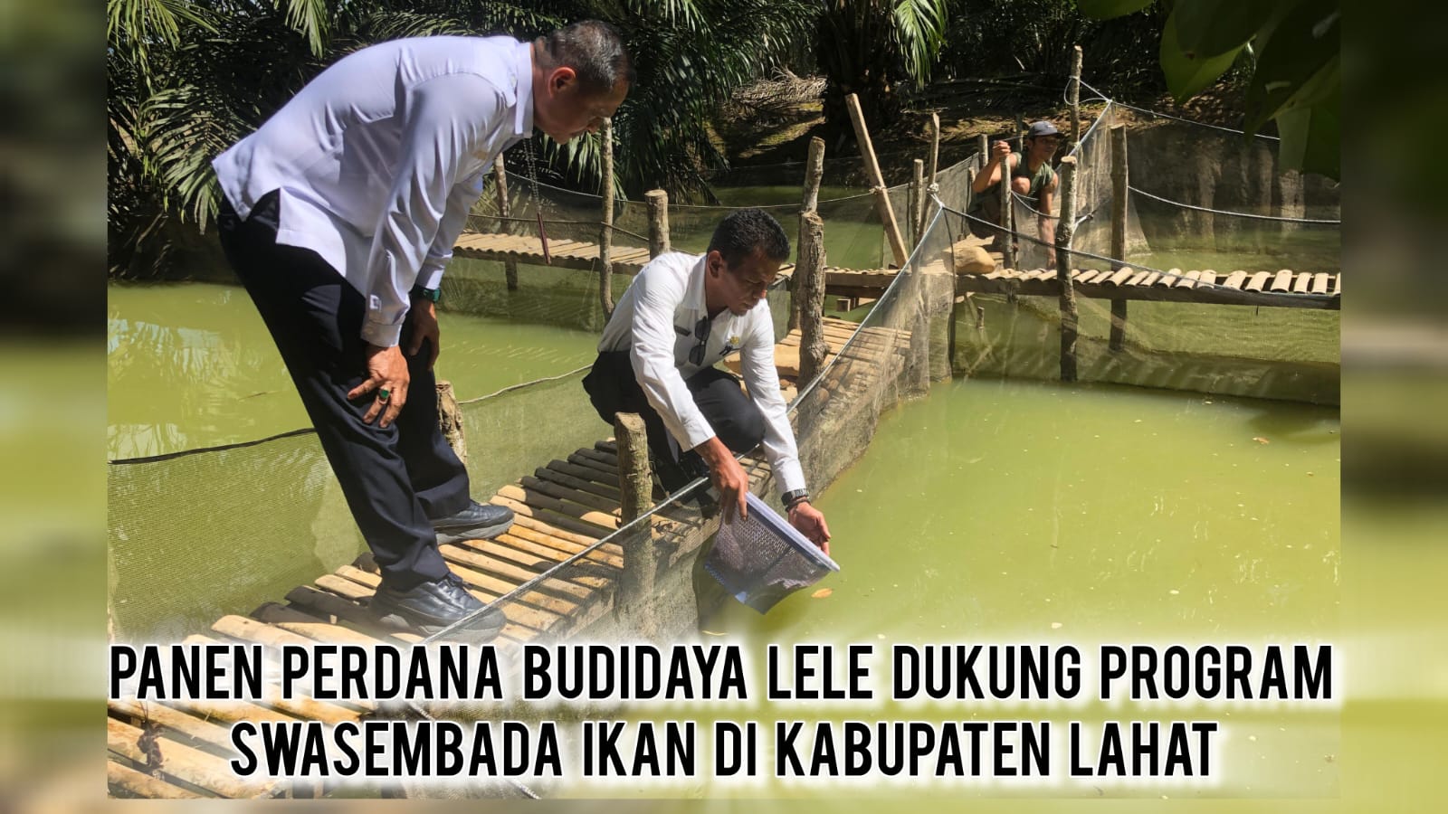 Kelompok Tani Beringin Jaya Lahat Panen 1,6 Ton Ikan Lele