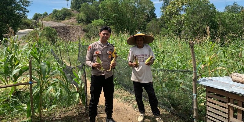 Polresta Bulungan Kawal Panen Jagung Poktan Bina Usaha di Desa Bunyu