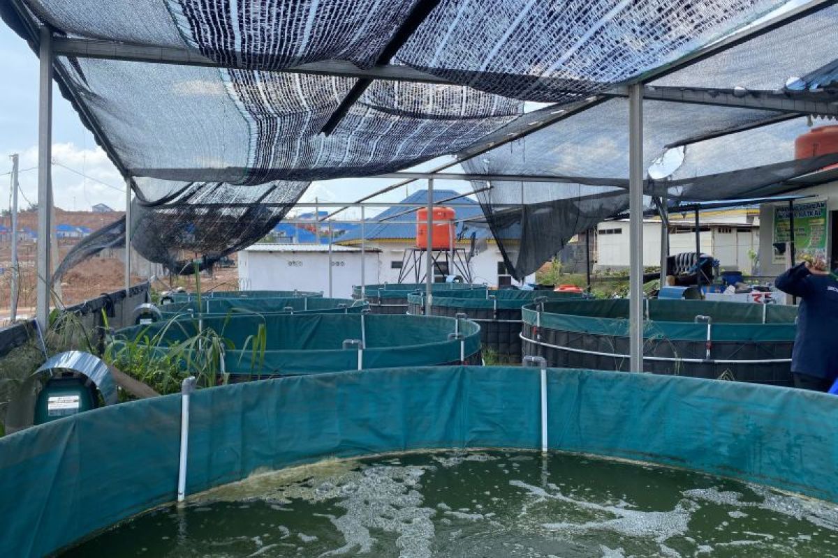 Strategi Pemkot Batam Atasi Lahan Sempit Lewat 96 Kolam Ikan Bioflok