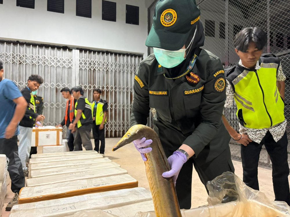 Tarakan Ekspor Perdana 628 Kilogram Ikan Segar Langsung ke Hong Kong
