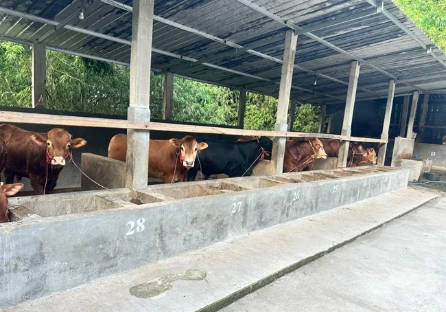 Sapi Jumbo Karanganyar Laris Manis Diburu Artis dan Anggota DPR