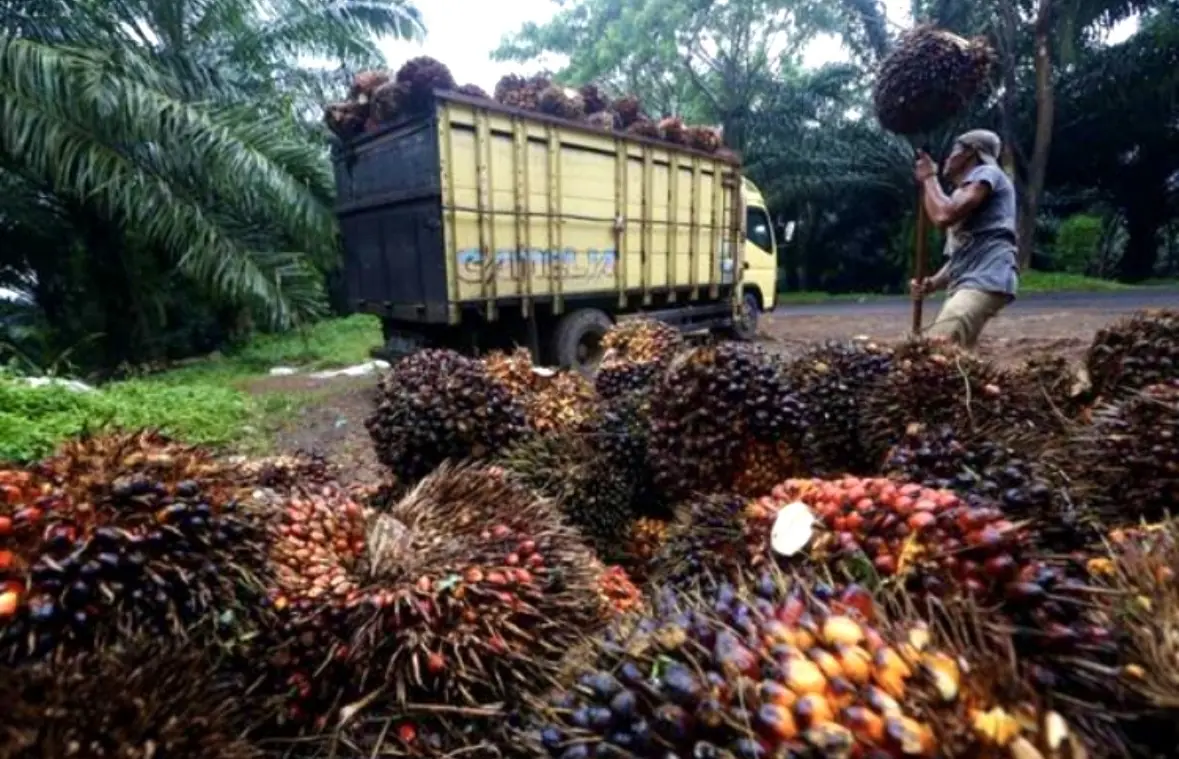 Komisi XI DPR Desak Pemerintah Optimalkan Windfall Batu Bara dan CPO