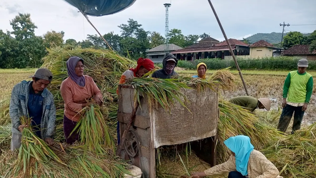 DPP Gunungkidul Pastikan Ribuan Hektare Padi MT II Aman Panen Jelang Kemarau Panjang 2026