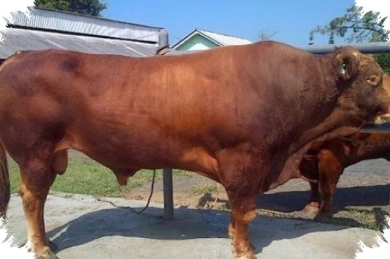 Presiden Prabowo Borong 4 Sapi Jumbo Polewali Mandar untuk Kurban Iduladha 1447 H
