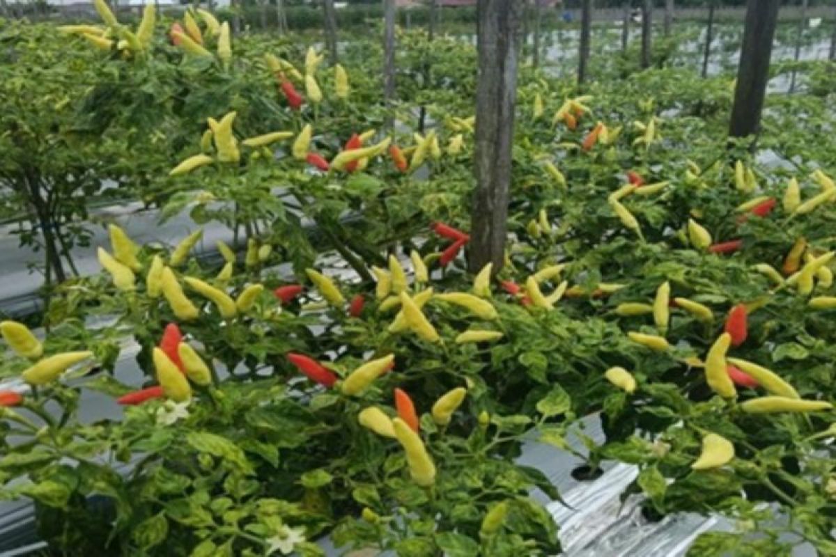 Pemkab Tabalong Gandeng ULM Kembangkan Cabai Tiung Tanjung, Terbukti Tetap Pedas 60.800 SHU