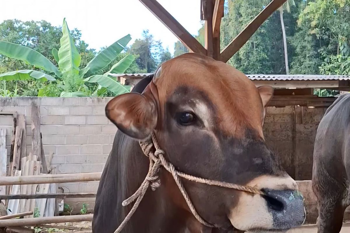 Hilirisasi Peternakan Lampung Targetkan Kuatkan Pasokan Protein