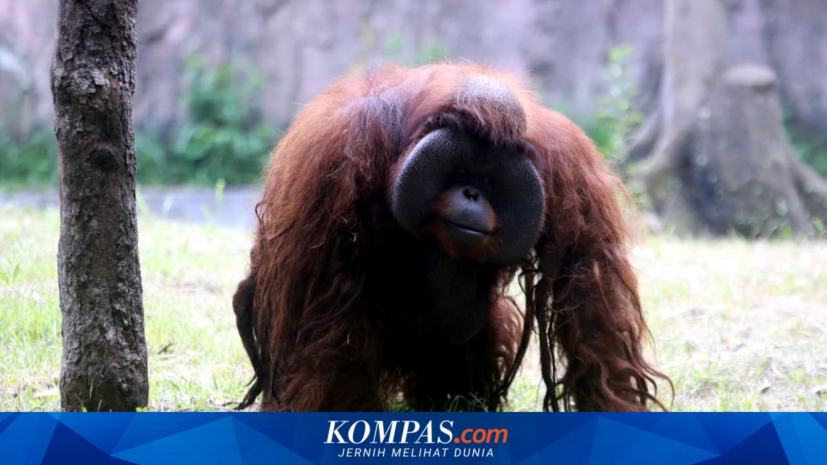 Bandung Zoo Kritis: Pemkot dan Pemprov Jabar Siapkan BUMD Konservasi, Tenggat 29 Mei 2026