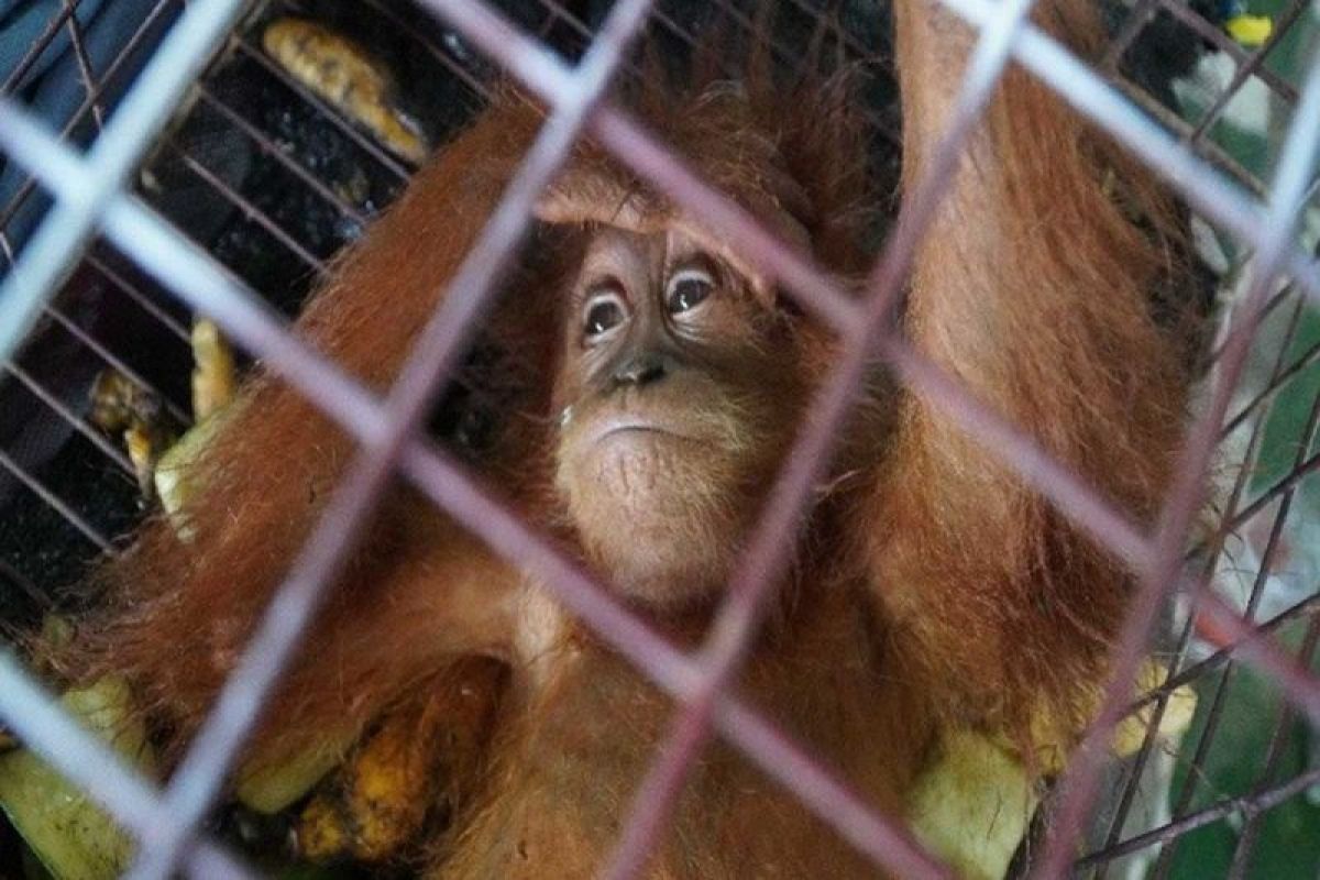 Bea Cukai Langsa dan Gakkum Ajak Warga Lawan Perdagangan Satwa Liar