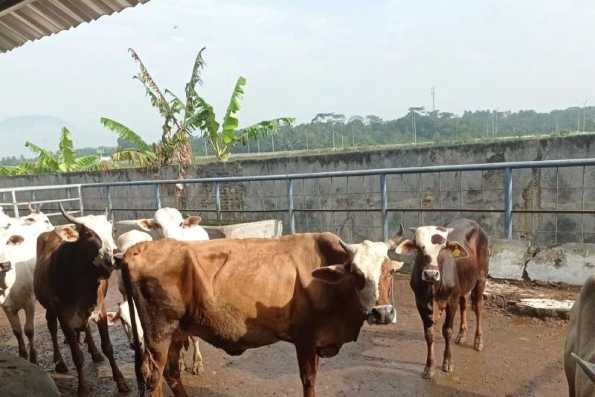 Distan Banten Periksa Hewan Kurban di Lebak Jelang Idul Adha 2026