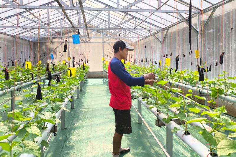 BUMDes SAS Purbalingga Kembangkan Melon Premium Hidroponik untuk Dukung Desa Wisata