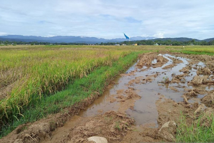 Ribuan Hektare Sawah di Bulukumba Terancam Kekeringan, Petani Diminta Percepat Masa Tanam Sebelum Agustus 2026