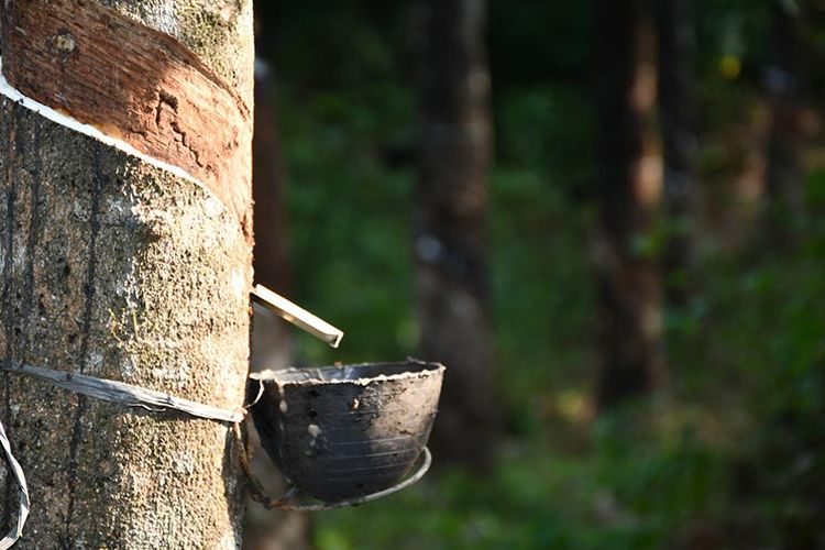 Harga Karet Sumsel Tembus Rp38.454, Efek Ban Global Mulai Dirasakan