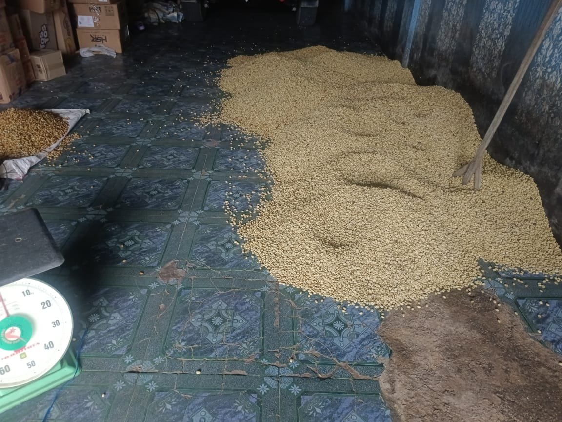 Harga Gabah Kopi Arabika di Gayo Lues Naik Tipis, Petani Tetap Keluhkan Biaya Produksi