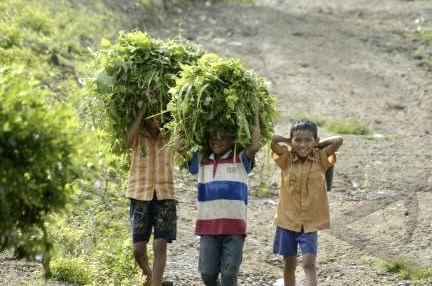 75 Persen Daging Kaltim Masih dari Luar, Regenerasi Peternak Terhambat karena Anak Muda Ogah Ngarit
