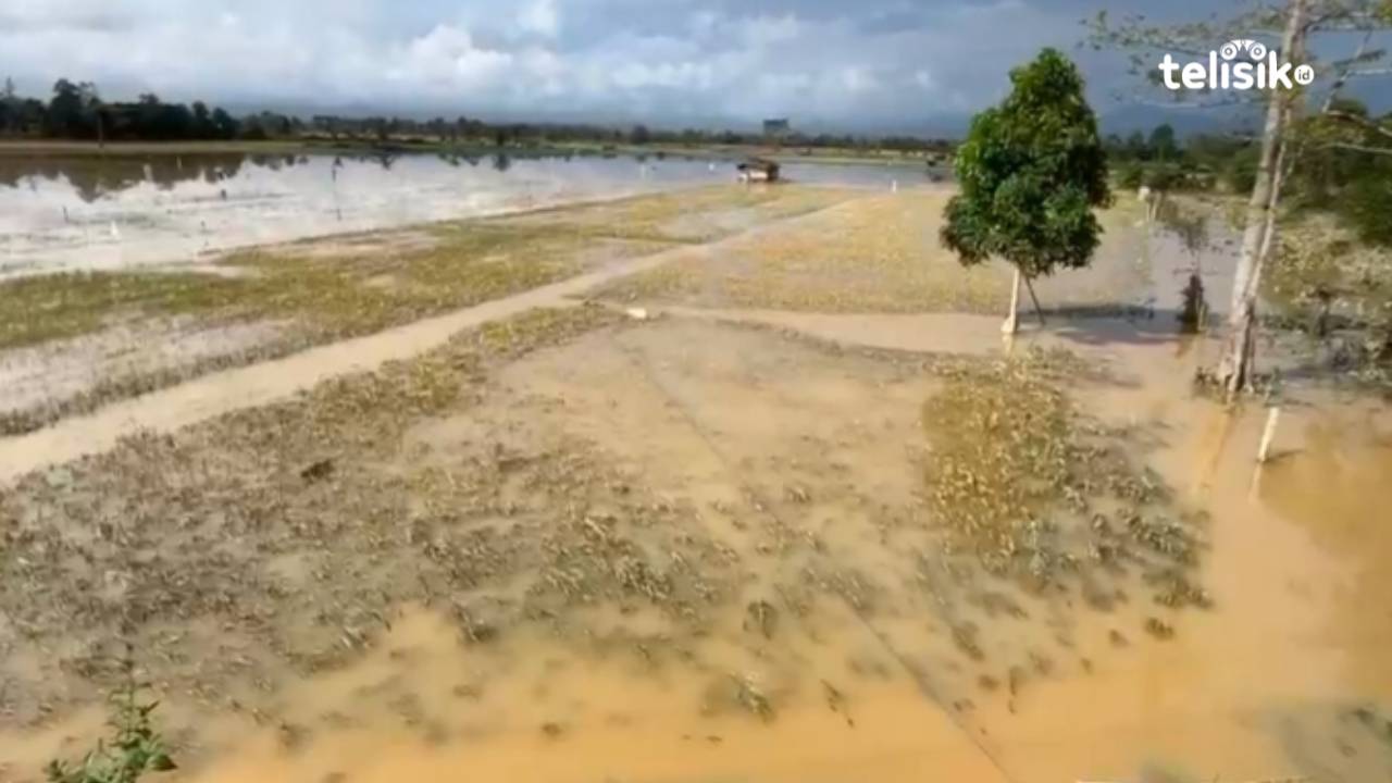 25 Hektare Sawah di Amohalo Kendari Terendam Banjir 4 Malam, Petani Gersamata Terancam Gagal Panen