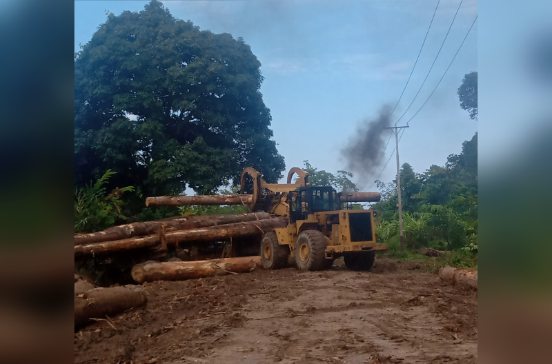 Izin Usaha Kayu di Kepulauan Sula Diblokir Dinas Kehutanan Malut, Operasional CV Anugerah Empat Mangoli Mandiri Lumpuh Total