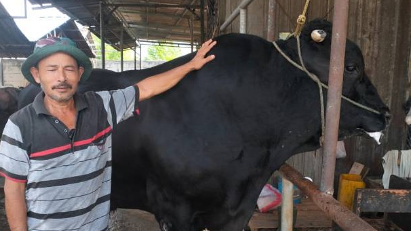 Sapi Kurban Presiden Prabowo Seberat 1,1 Ton Dibeli Rp122 Juta di Peternakan Cipondoh, Siap untuk Iduladha di Kota Tangerang