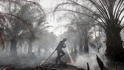 DPKP Tana Tidung Peringatkan Warga Jangan Buka Lahan Sawit dengan Dibakar, Api di Gambut Sulit Dipadamkan