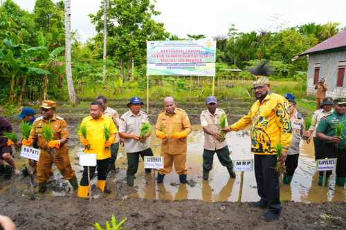 Gubernur Papua Matius Fakhiri Tanam Padi Perdana di Waropen, Target Cetak Sawah 700 Hektare untuk Bangkitkan Ekonomi