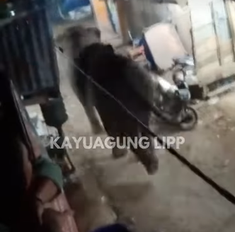 Kawanan Gajah Liar Dekati Permukiman Warga Sungai Baung, Warga Khawatir Muncul Konflik