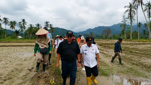 Dirjen LIP Kementan Pastikan 95 Persen Lahan Pertanian Pascabencana di Sumbar Sudah Ditanami Petani
