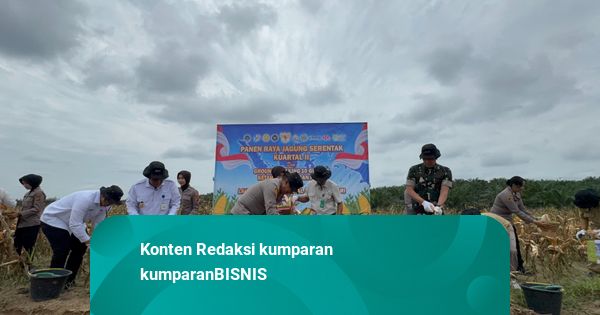 Sinergi Polda Jambi dan Swasta, Panen 35 Ton Jagung di Muaro Jambi Diserap Bulog