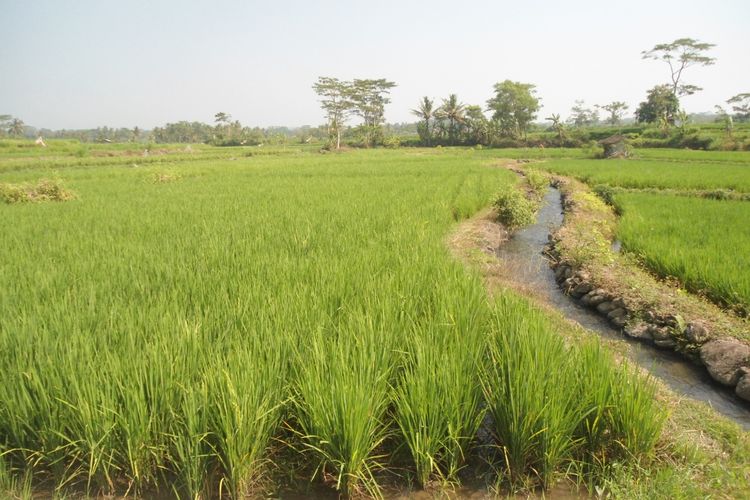 Pemkab Empat Lawang Canangkan Gerakan Tanam Padi Massal di Tebing Tinggi untuk Antisipasi Dampak El Nino