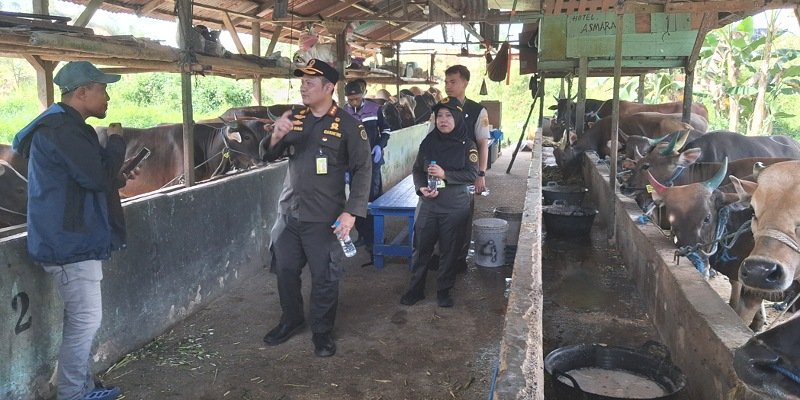 Jelang Idul Adha 1447 H, Karantina Kaltara Perketat Pengawasan Ternak di Tarakan: 1.160 Sapi dan 425 Kambing Telantarkan Pelabuhan Tikus