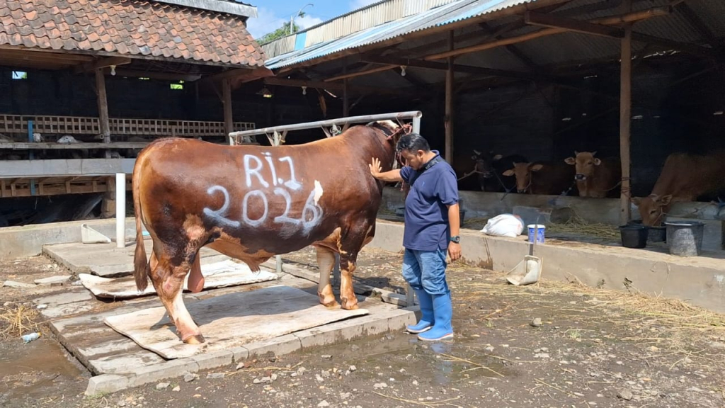 Sapi Simental Berbobot 1,2 Ton Milik Peternak Probolinggo Jadi Kurban Presiden Prabowo, Ditolak Ditawar Lebih Mahal