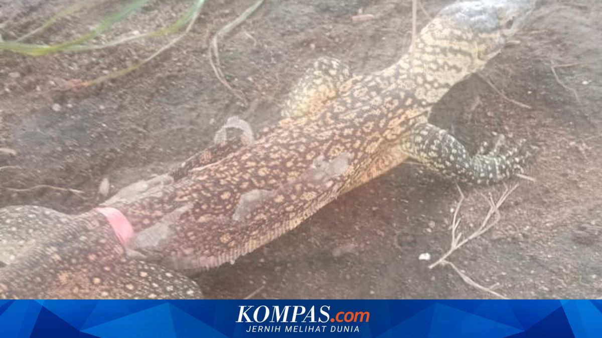 Anakan Komodo Sepanjang 57 Cm Masuk Rumah Warga di Manggarai Timur, BBKSDA NTT Lepasliarkan di Atas Pohon