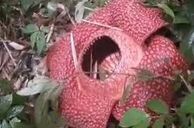 Rafflesia Arnoldii Mekar Sempurna di Perkebunan Warga Rejang Lebong, Lima Kelopak Terhampar di Tengah Habitat Alami