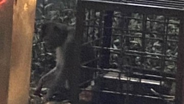 Damkar Depok Tak Evakuasi Monyet Dirantai di Margonda, Milik Pengamen