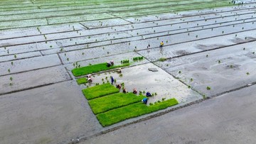 Luas Sawah Susut 79 Ribu Hektare dalam Lima Tahun, Kok Stok Beras Bulog Justru Tembus Rekor 5,39 Juta Ton?