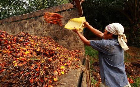 Harga Sawit Anjlok ke Rp1.000 per Kg, Petani Minta Pemerintah Kaji Ulang Rencana Ekspor Satu Pintu Danantara