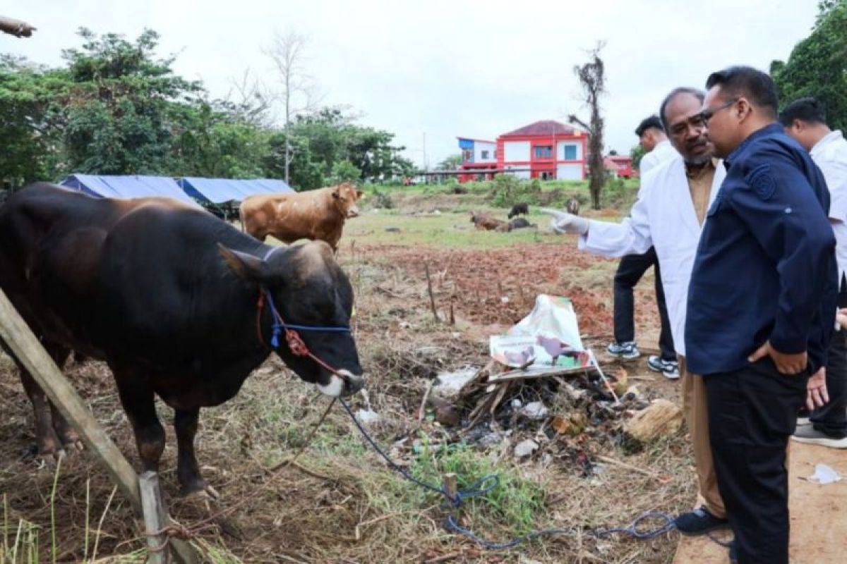 Jelang Idul Adha, Pemkab Kukar Periksa Kesehatan Hewan Kurban – 160 Ekor Sapi Didatangkan dari Luar Daerah