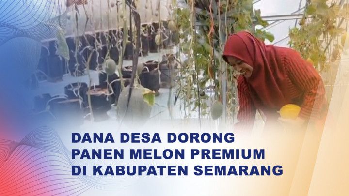 Menteri Desa Tinjau Panen Melon BUMDes Tuntang, Produksi Capai Satu Ton Sejak Awal 2026