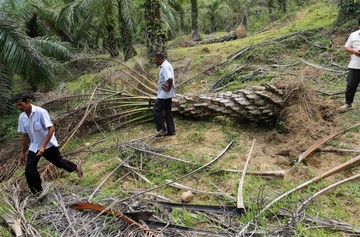 Tambang Dapat Jalur Cepat, Sawit Terjebak Regusi: Ketimpangan Kepastian Hukum Dua Penopang Ekonomi