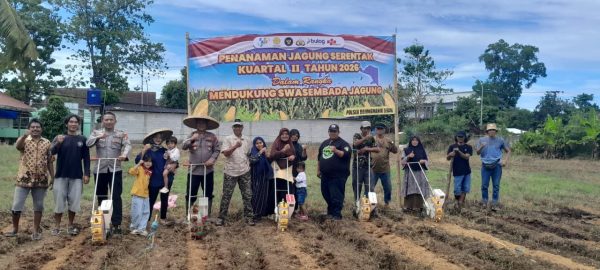 Kapolsek Bojongmanik dan Poktan Tanam Jagung Hibrida di Lahan 2 Hektare, Dukung Program Ketahanan Pangan Nasional
