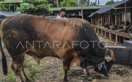 Presiden Prabowo Kurban Sapi Limousin 950 Kg di Penajam, Beratnya Nyaris Satu Ton
