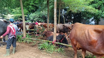 Presiden Prabowo Bagikan 109 Ekor Sapi dan Kerbau untuk Kurban di Sembilan Desa Hambalang
