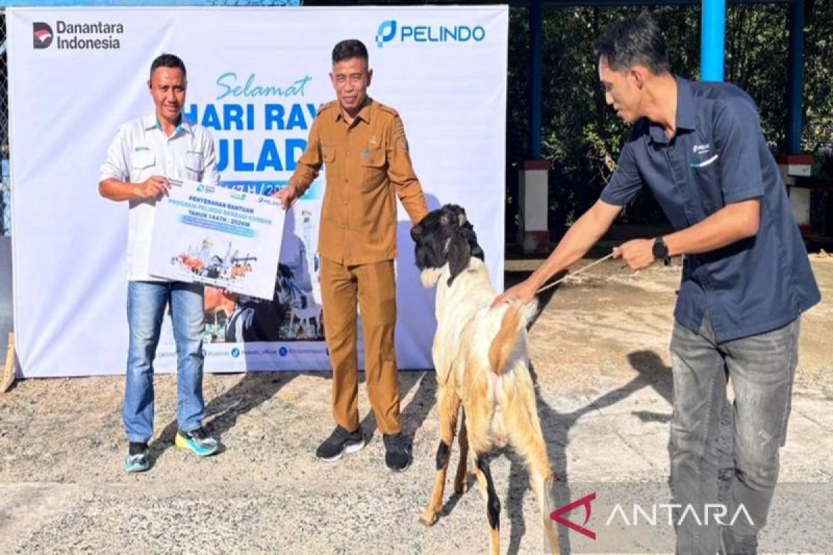 Pelindo Batulicin Salurkan Dua Sapi dan Dua Kambing Kurban, Warga Sekitar Pelabuhan Terima Manfaat