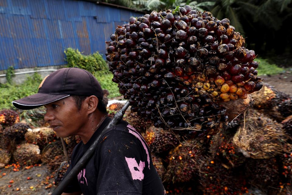 Harga Sawit Anjlok, 139 Pabrik Beli TBS di Bawah Acuan – Petani Meradang di Tengah Permintaan Global Naik